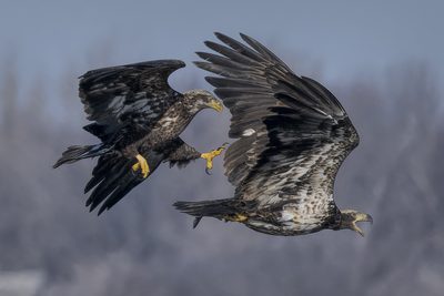 Tom Kredo (United States) - Playful eagles